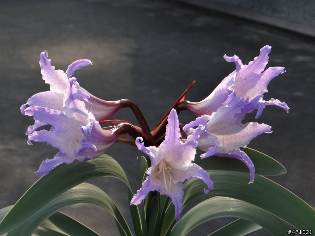 <巴西皇后>藍色孤挺花 Worsleya rayneri