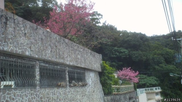 看sakura不必去YMS-2