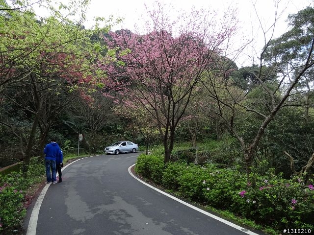 親子旅遊-新春台北自由行(5)-櫻花百拉卡