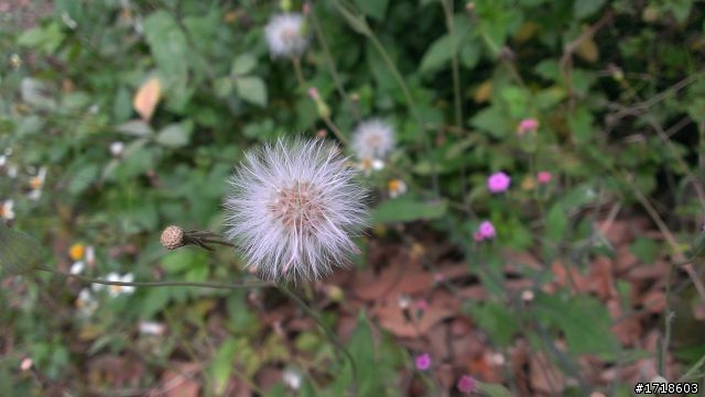 [分享]蝴蝶拍的路邊小花
