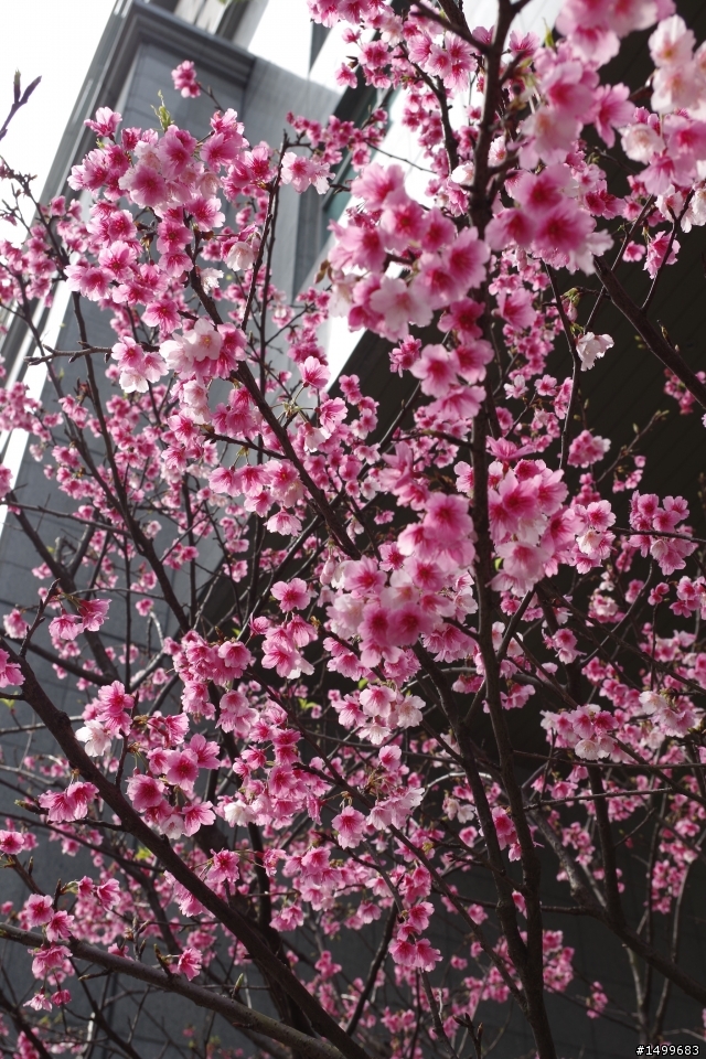 K-30 DA18-55 台北小叮噹展