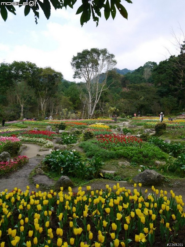 鬱見好心情~2013/1/28桃源仙谷鬱金香花況