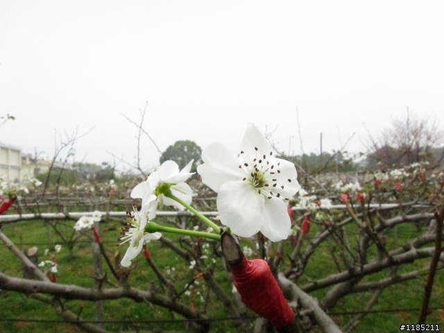 2013.02新社、松鶴、谷關尋花記