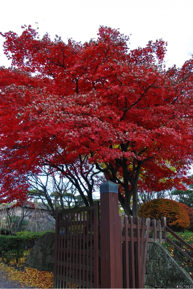 [冬の北海道自助行]-(函館)五稜郭-大沼小沼國定公園
