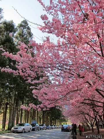 一日雙北加武陵農場櫻花行~