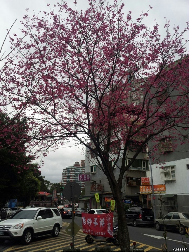 台北市北投區奇岩新社區近照