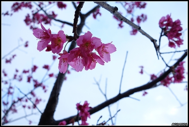 2013.02.03【單車遊記】《櫻》網打盡
