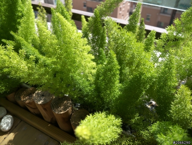 請網友協助辨識植物名稱