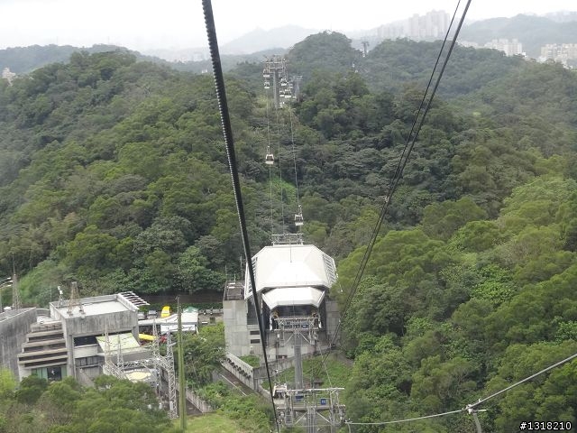 親子旅遊-新春台北自由行(2)-貓空杏花材