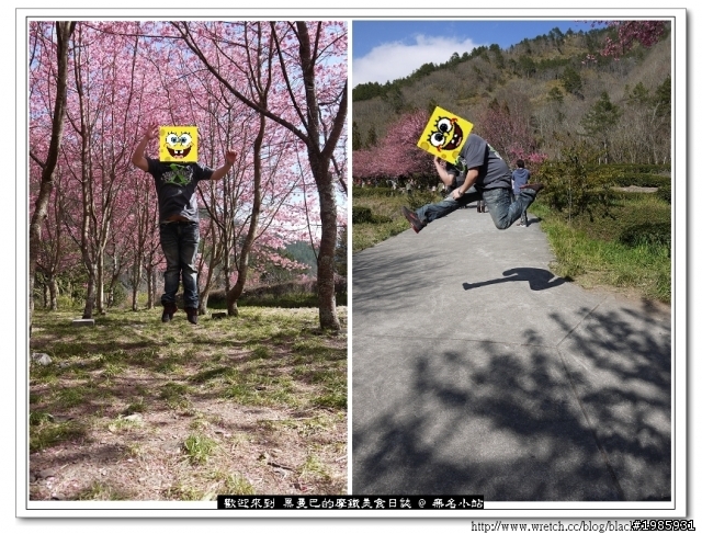  2/22武陵櫻花花況，管制與遊園詳情