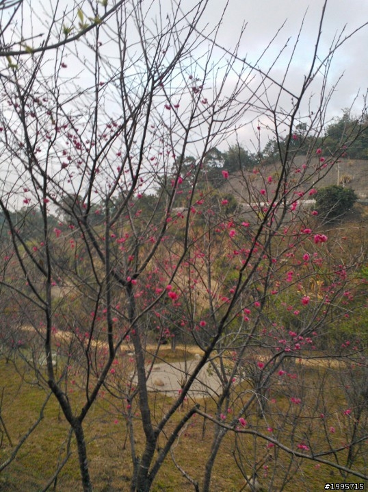 2013/2/2 大坑濁水巷櫻花林花況