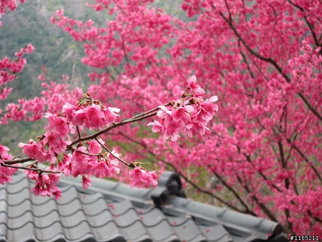 2013.02新社、松鶴、谷關尋花記