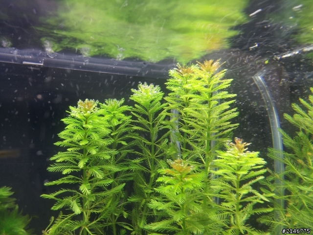水草頂端變黑