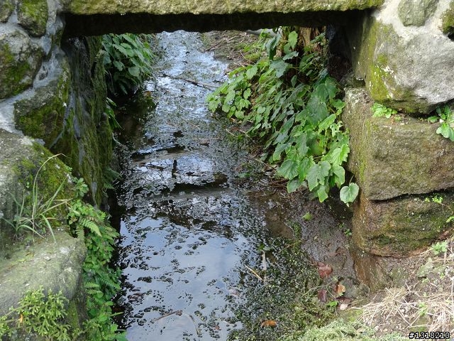 親子旅遊-新春台北自由行(5)-櫻花百拉卡