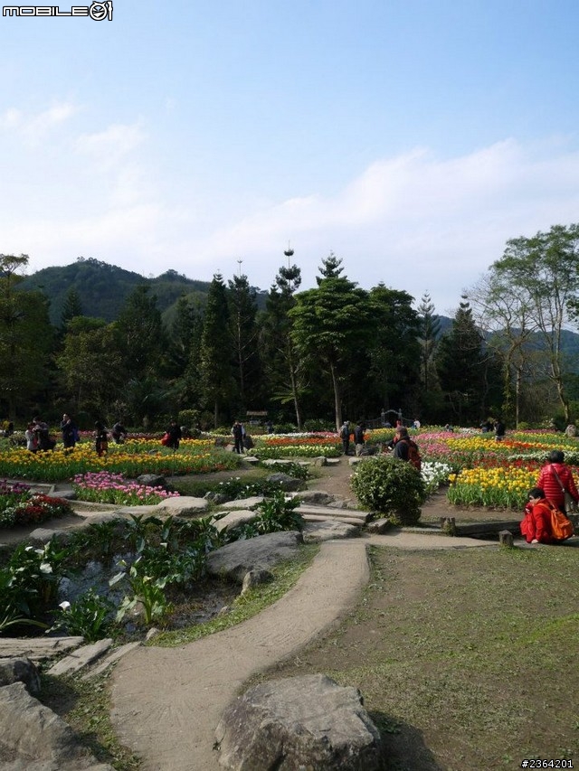 鬱見好心情~2013/1/28桃源仙谷鬱金香花況
