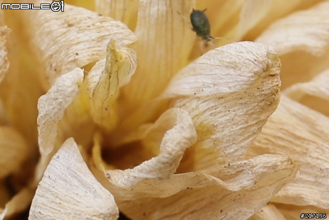 ［新增］CANON EF24-70 f4 IS L有無切換MACRO畫質比較