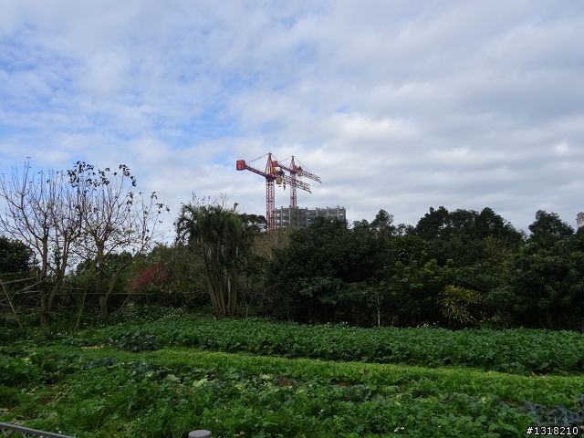 親子旅遊-新春台北自由行(5)-櫻花百拉卡