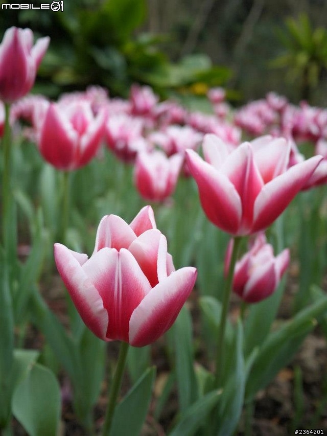 鬱見好心情~2013/1/28桃源仙谷鬱金香花況