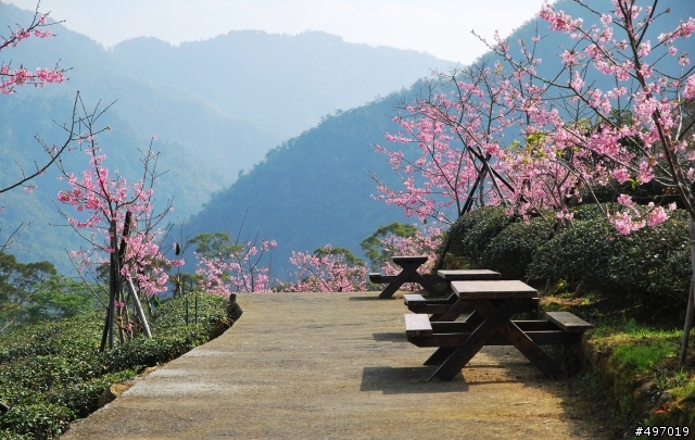 333 . 河津櫻密碼 * 南投鹿谷 . 台大鳳凰茶園