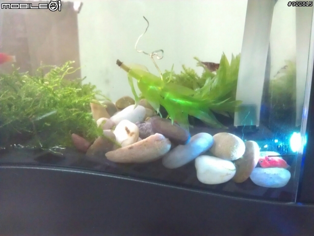 小紅豆魚(紅球魚)躺在石頭上休息@@?