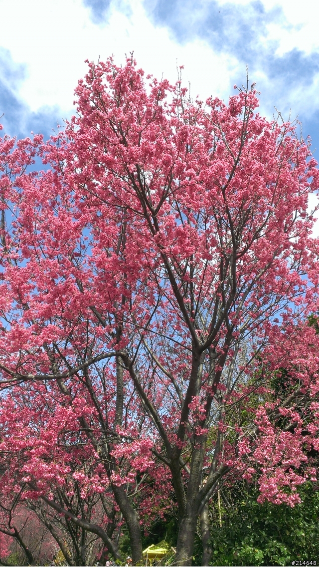 帶著蝴蝶賞櫻記