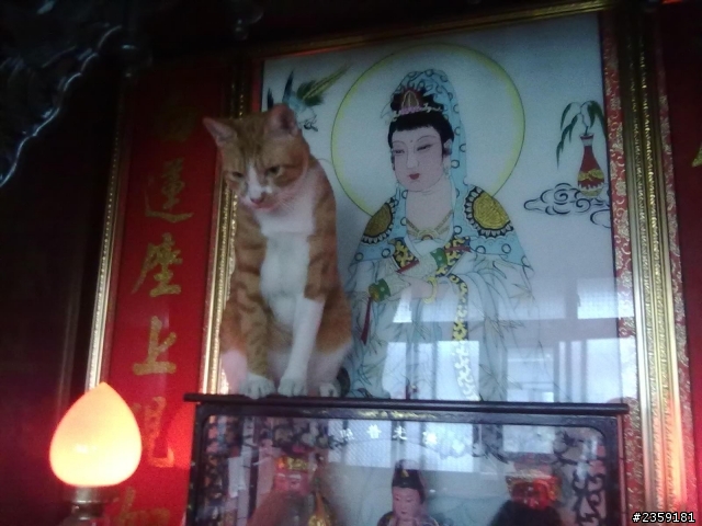 我家貓咪最讓人煩惱的地方