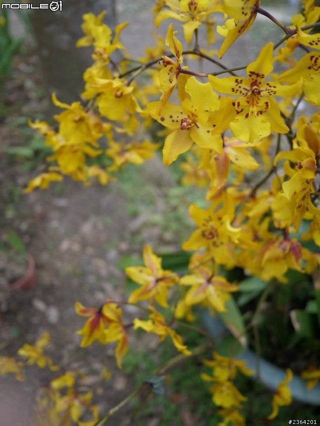 鬱見好心情~2013/1/28桃源仙谷鬱金香花況