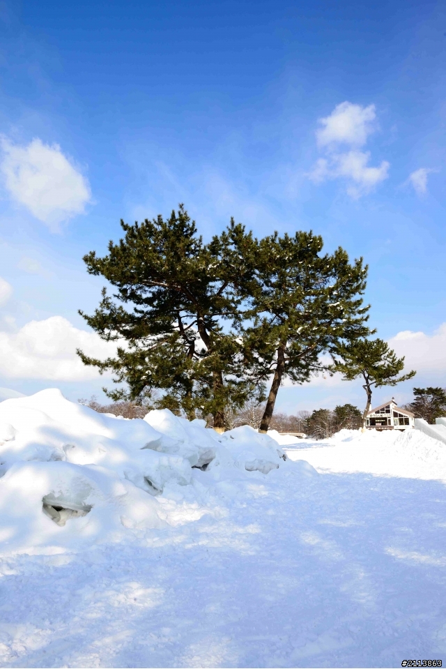 春節~北海道之旅（圖多）