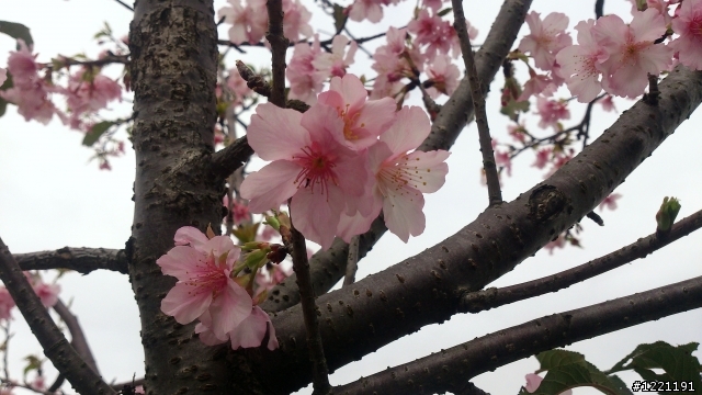 櫻花in陽光運動園區  by  Xperia  TX