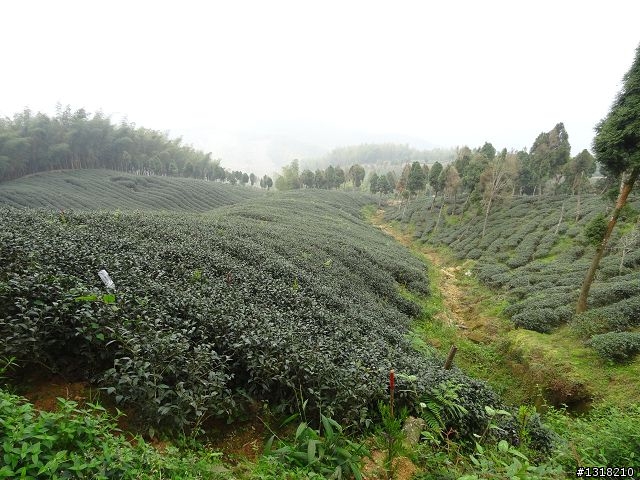 親子旅遊-竹山鹿谷體驗行