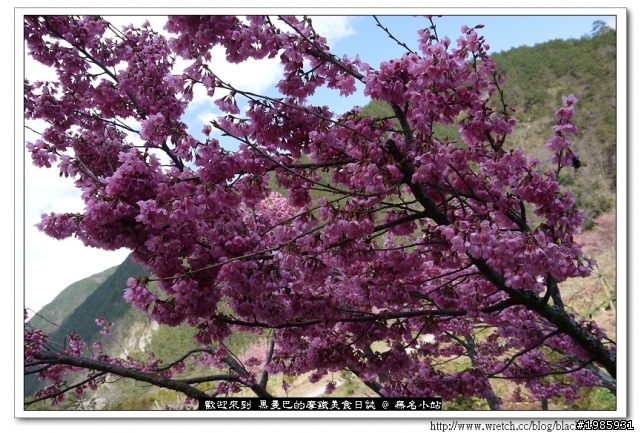  2/22武陵櫻花花況，管制與遊園詳情