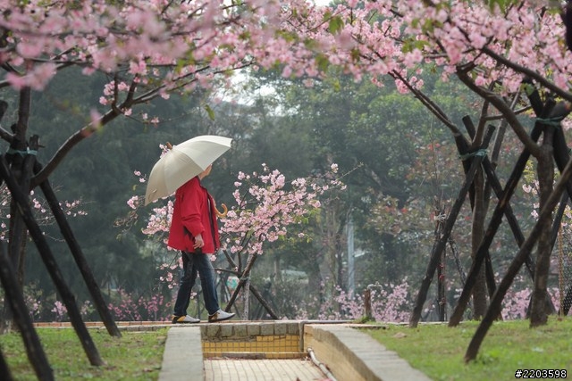 Canon EF 135mm F2.0 L USM 試拍文(新竹公園河津櫻)