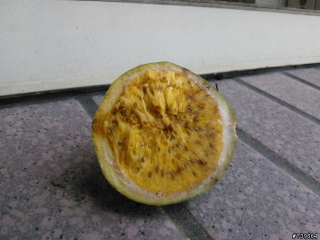 數種植物請教,感恩!