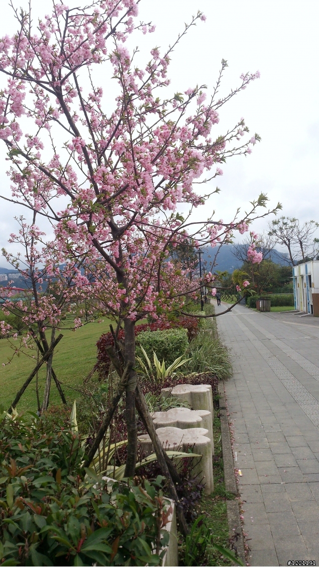 櫻花in陽光運動園區  by  Xperia  TX