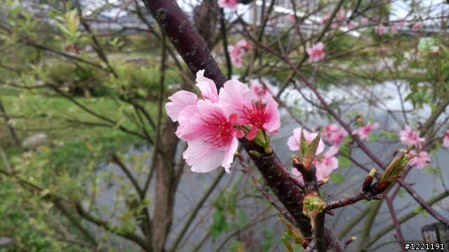 櫻花in陽光運動園區  by  Xperia  TX