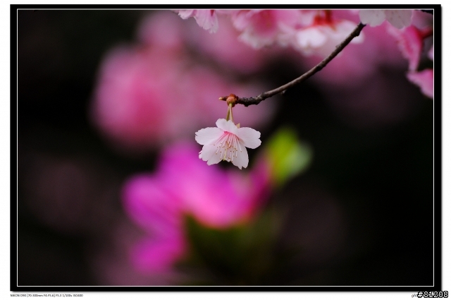[賞櫻情報] 龜山工業區華歌爾工廠