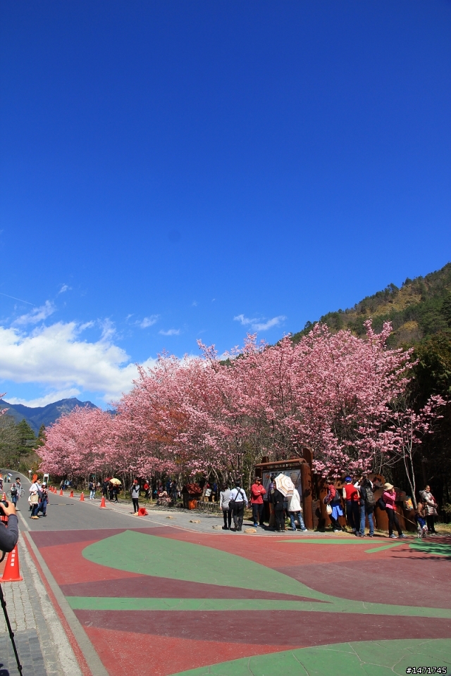 [一機一鏡走春遊記]  武陵農場櫻花季