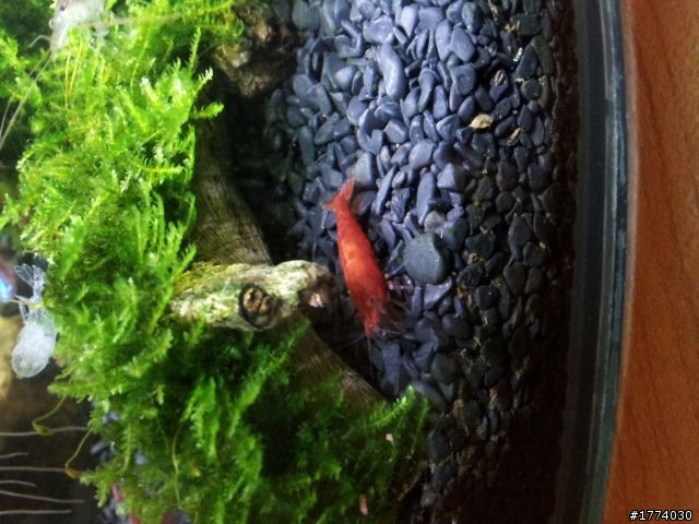 麻煩請養魚達人健檢小弟的小魚缸