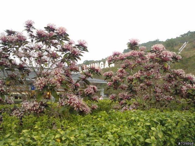 數種植物請教,感恩!