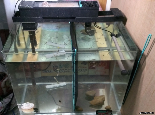 我的孔雀魚裸缸 最近魚便便很快變成沙狀，是硝化菌的原因嗎?