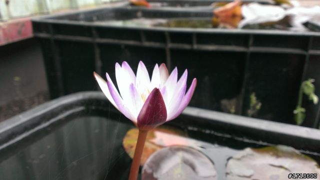 [分享]蝴蝶拍的路邊小花
