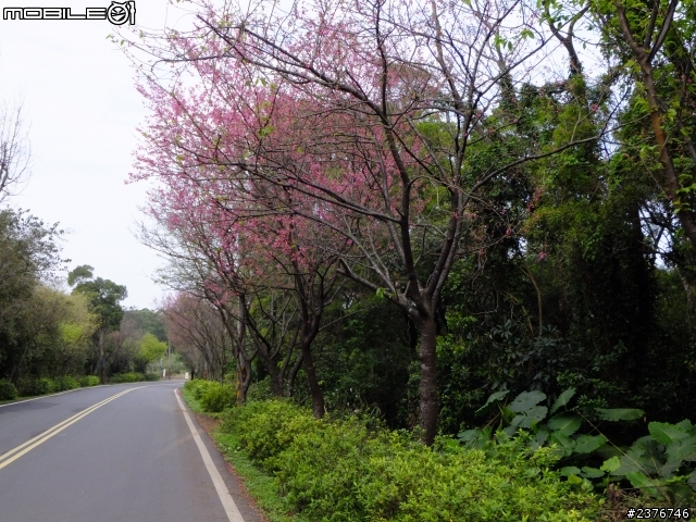 小老婆 FOCUS MK3 逛櫻花街