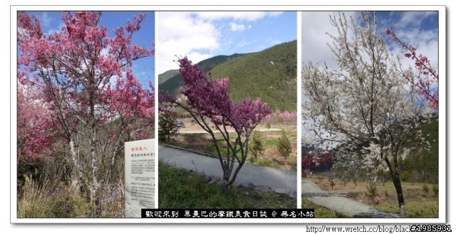  2/22武陵櫻花花況，管制與遊園詳情