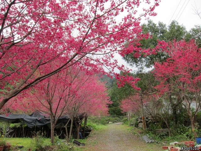 2013.02新社、松鶴、谷關尋花記