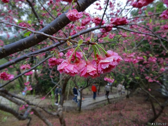 親子旅遊-新春台北自由行(2)-貓空杏花材