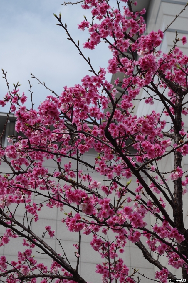 K-30 DA18-55 台北小叮噹展