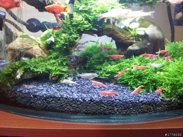 麻煩請養魚達人健檢小弟的小魚缸
