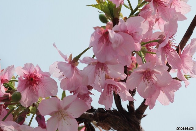 Canon EF 135mm F2.0 L USM 試拍文(新竹公園河津櫻)