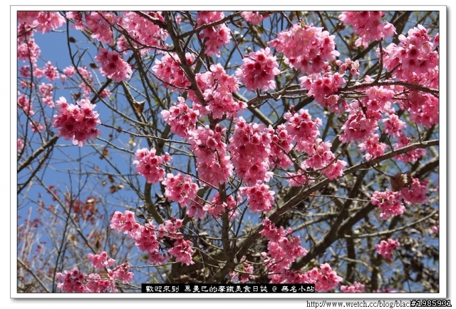  2/22武陵櫻花花況，管制與遊園詳情