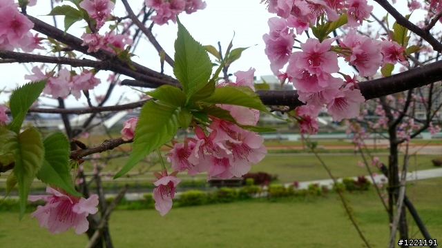 櫻花in陽光運動園區  by  Xperia  TX